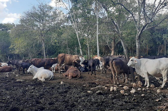 Private Cenote-Horseback ridding and Authentic mayan food - FAQ