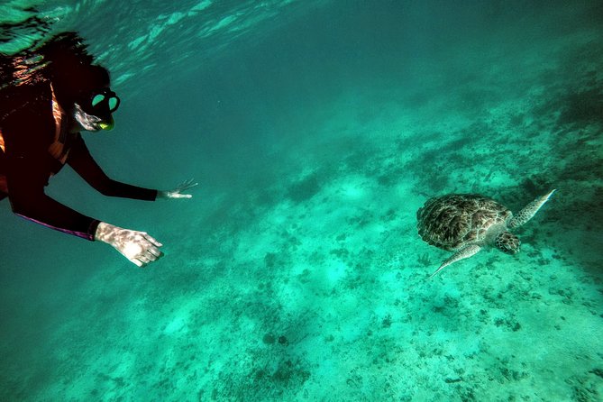 Private Cenote & Snorkeling Tour With Turtles in Akumal - Pricing and Booking Information