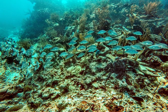 Private Cenote & Snorkeling Tour With Turtles in Akumal - Traveler Photos and Experiences