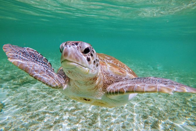 Private Cenote & Snorkeling Tour With Turtles in Akumal - Common Questions