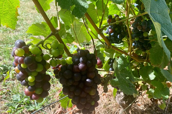 Private Champagne Boizel, Pommery Cellars Tastings Guided Tours - Additional Information and Support