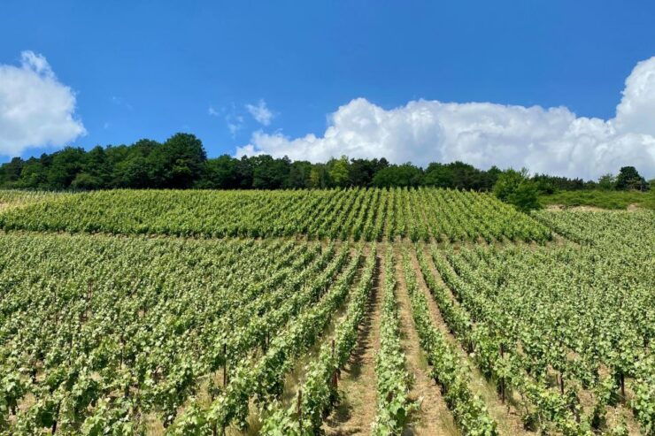 Private Champagne De Castellane, Mercier Cellars From Paris - Experience Highlights