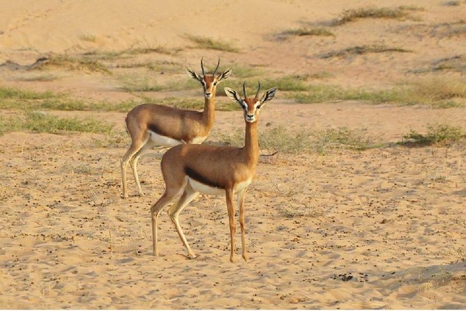 Private Champagne Desert Safari in Dubai - What To Expect