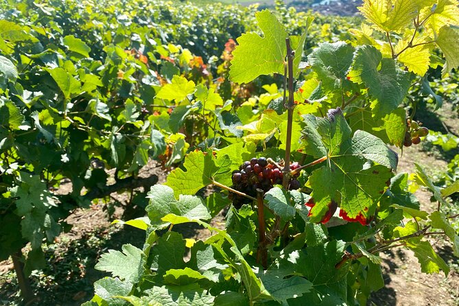 Private Champagne Moët & Chandon Nicolas Feuillatte Day Trip - Booking Information