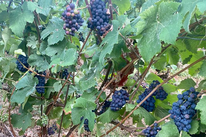 Private Champagne Moët & Chandon, Veuve Clicquot Trip From Paris - The Sum Up