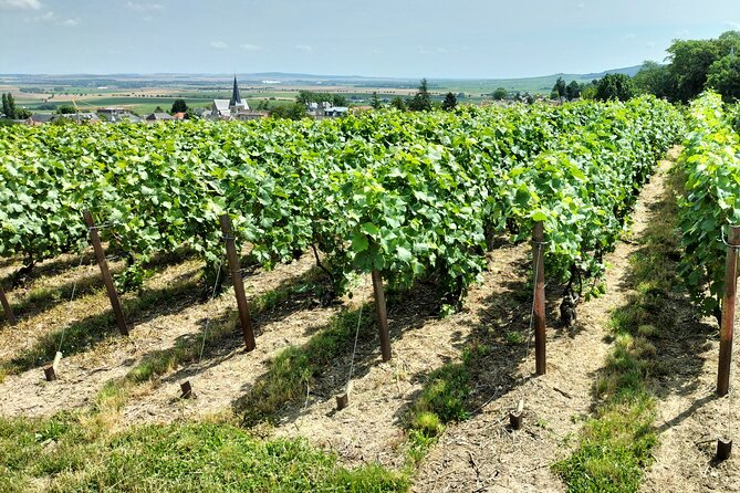 Private Champagne Tour Veuve Clicquot, Moet & Chandon From Reims - Booking Information