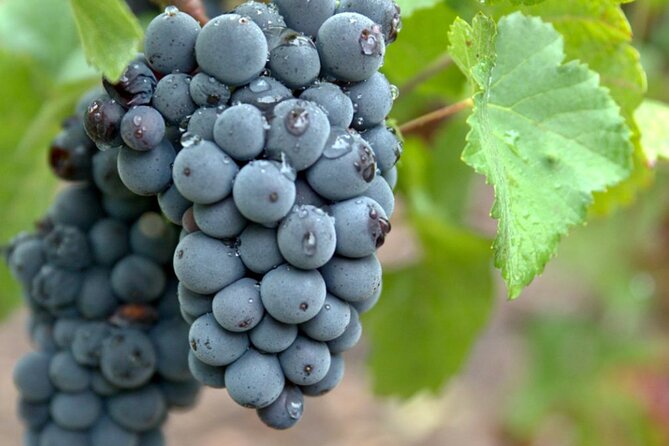 Private Champagne Veuve Clicquot, Moët & Chandon, Pommery Trip - Disappointing Review