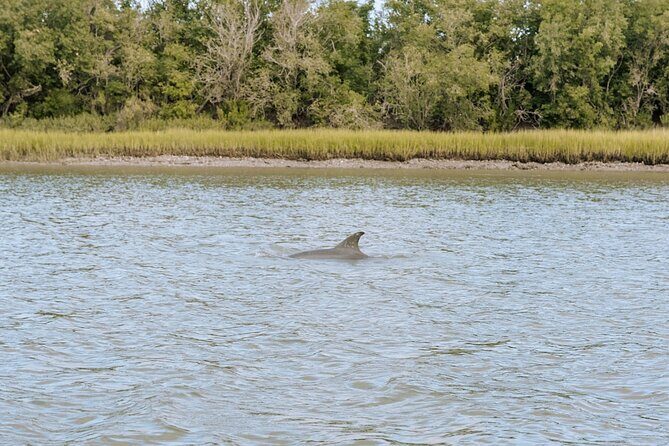Private Charleston Dolphin Tour - What Makes This Tour Stand Out?