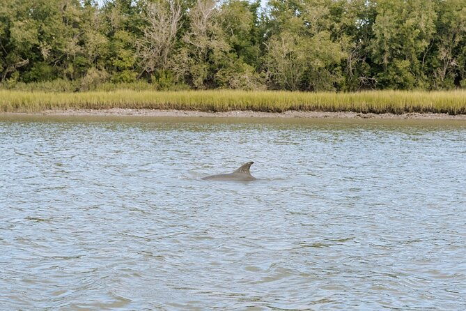 Private Charleston Dolphin Tour - Good To Know