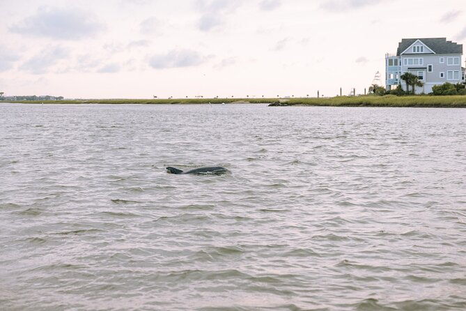 Private Charleston Dolphin Tour - What to Expect from the Charleston Dolphin Tour