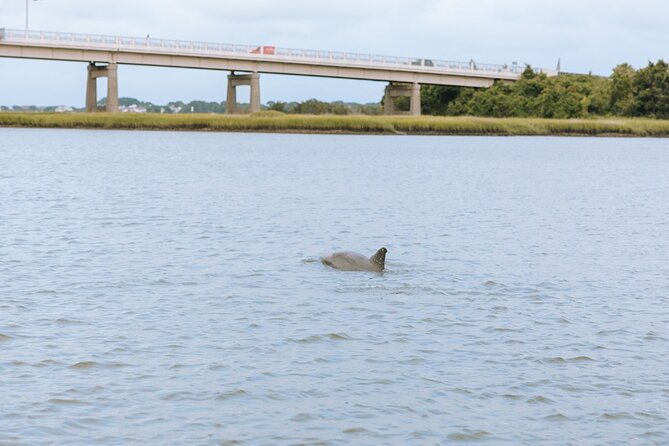 Private Charleston Dolphin Tour - Frequently Asked Questions
