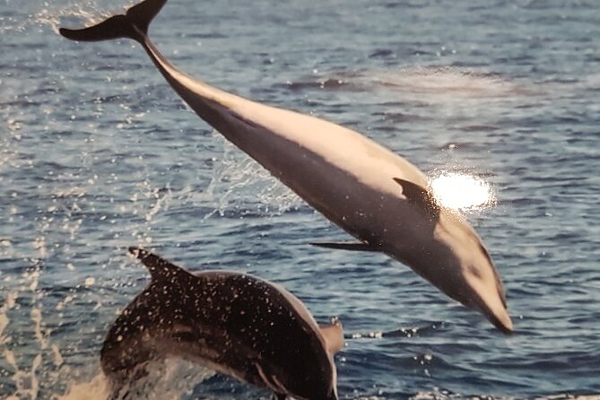 Private Charter 2 Hours Whale Watching Puerto Colon Adeje - Duration and Itinerary of the 2-Hour Whale Watching Tour