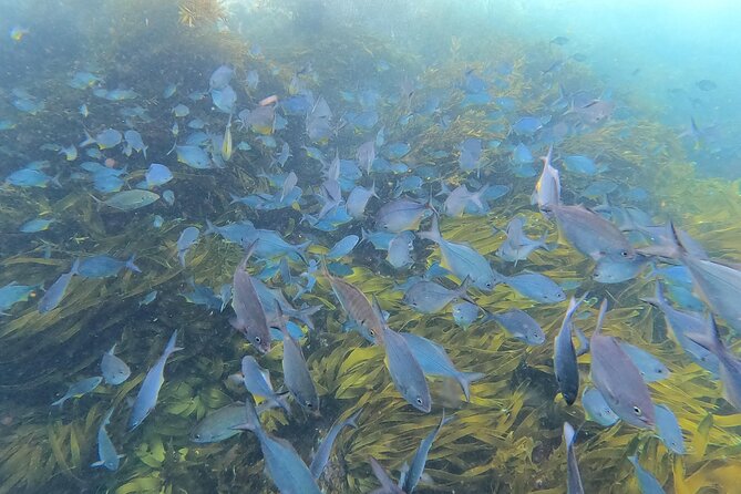 Private Charter 5 Hour Snorkel and Paddleboard the Poor Knights - 1 to 12 People - Itinerary