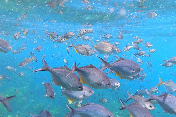 Private Charter 5 Hour Snorkel and Paddleboard the Poor Knights - 1 to 12 People - Booking Information