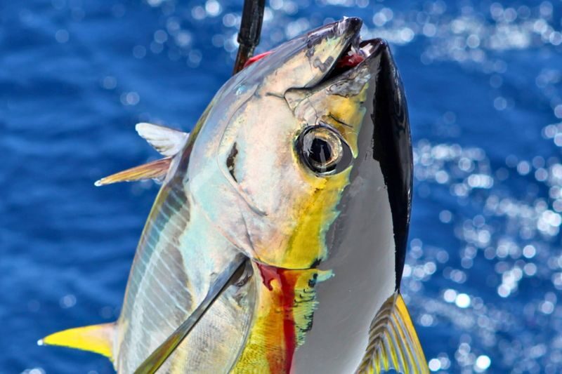 Private Charter Boat Fishing & Trolling Experience in Okinawa - What the private charter changes