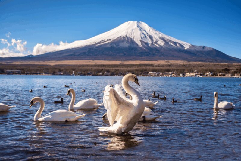 Private charter car one day trip for Mt fuji - Why Choose This Private Car Tour?