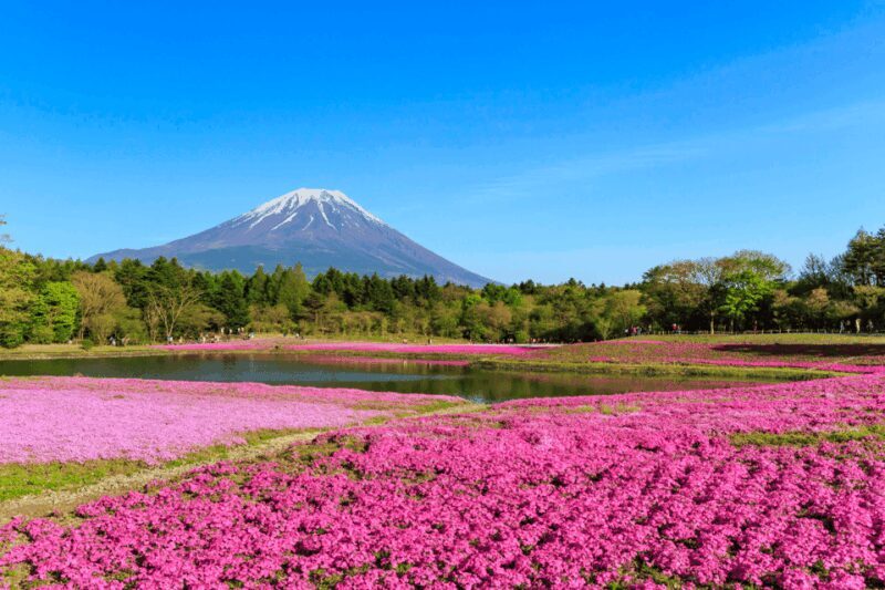 Private charter car one day trip for Mt fuji - Practical Tips