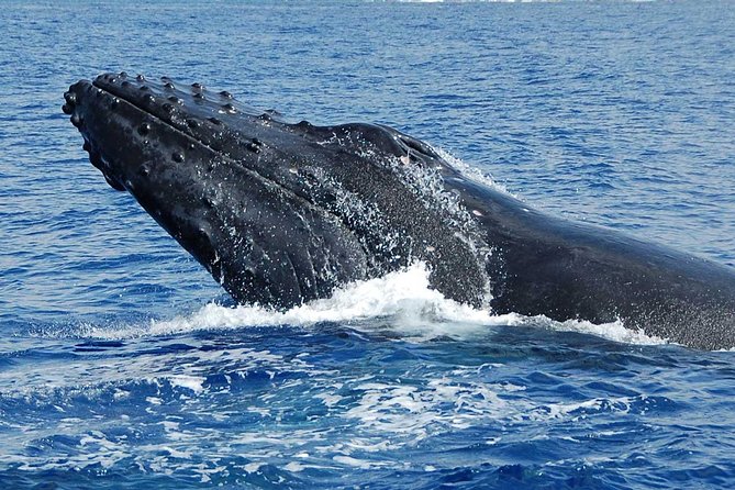 Private Charter: Customizable Big Island Boat Adventure - Cancellation Policy