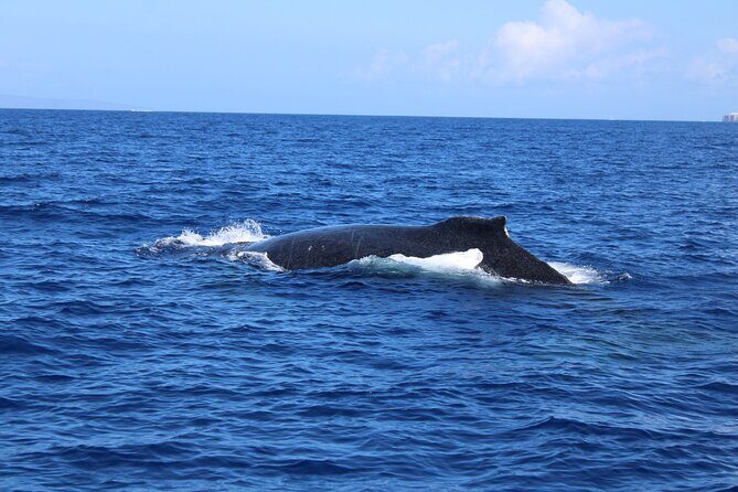 Private Charter Humpback Whale Watching & Dolphin Search - An In-Depth Look at the Experience
