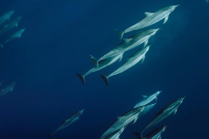 Private Charter Humpback Whale Watching & Dolphin Search - The Experience and What Youll Feel