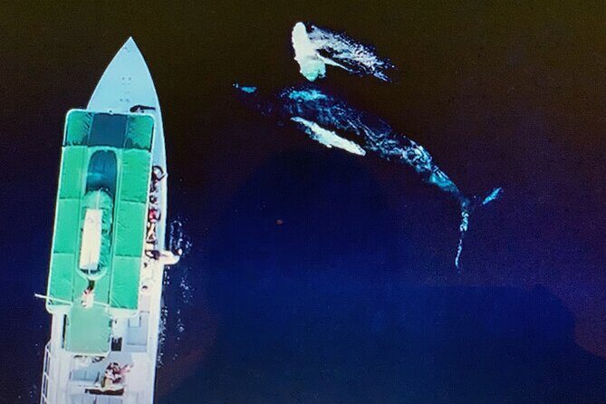 Private Charter Humpback Whale Watching & Dolphin Search - Final Thoughts