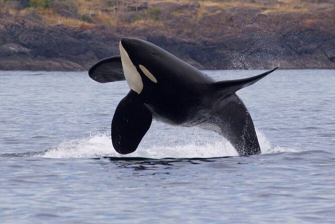 Private Charter - Marine Adventure and Whale Watching - Reviews and Additional Information