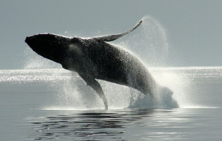 Private Charter - Marine Life and Whale-Watching Boat Tour - Activity Details