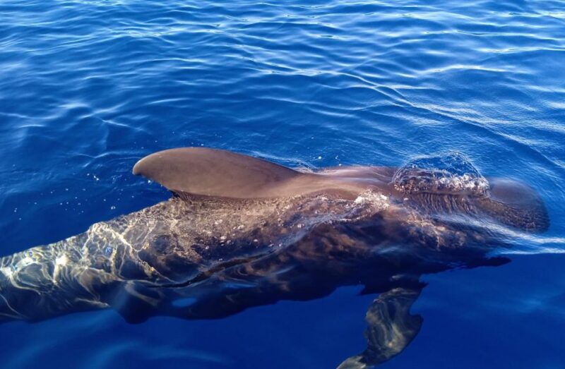 Private Charter Private Charter to See the Whales - 2 Hours - Getting There