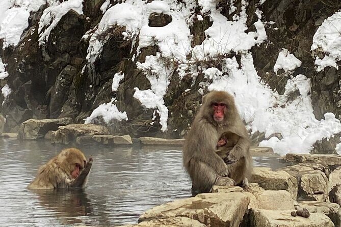 Private Charter Service to Visit Snow Monkey Park - FAQ