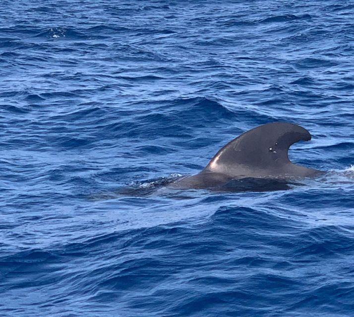 Private Charter to See the Whales - 5 Hours - Booking and Flexibility