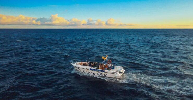 Private Charter to See the Whales - 5 Hours - Experience and Itinerary