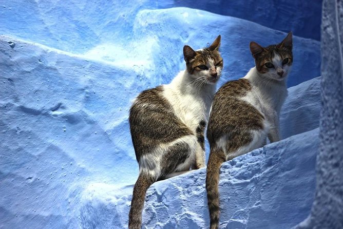 Private Chefchaouen Day Trip From Fez - Itinerary Highlights
