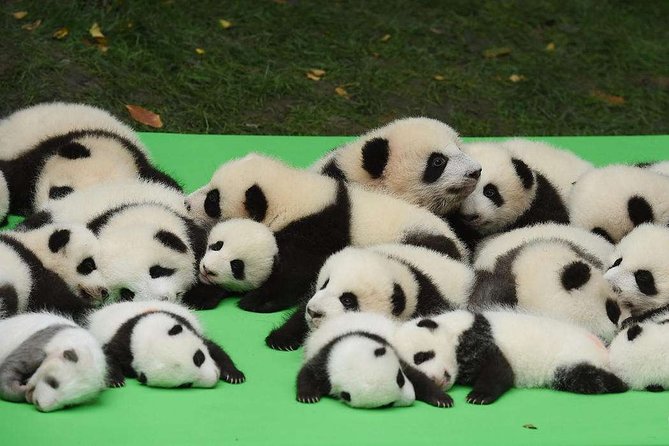 Private Chengdu Highlights Day Trip: Panda Base and City From Chongqing by Train - Itinerary Details