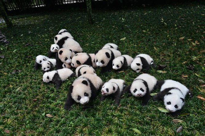 Private Chengdu Highlights Day Trip: Panda Base and City From Chongqing by Train - Meeting and Pickup Information