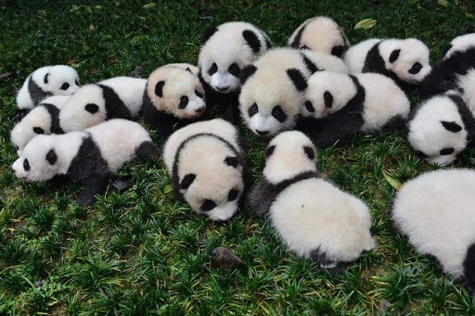 Private Chengdu Highlights Day Trip: Panda Base and City From Sanya by Air - Trip Overview