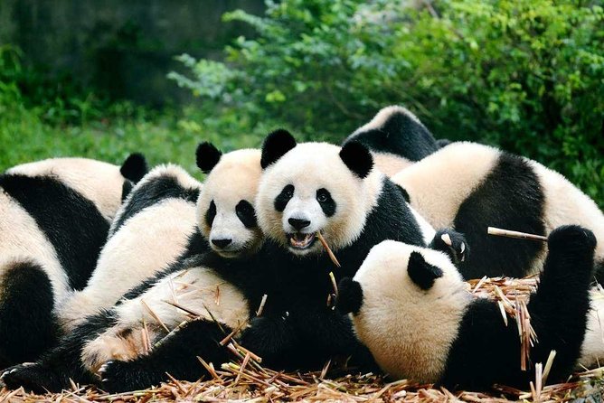 Private Chengdu Highlights Day Trip: Panda Base and City From Xian by Train - Guide and Services