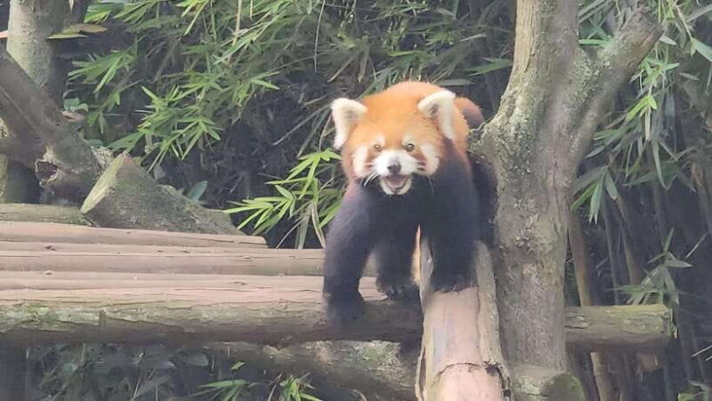 private Chengdu highlights tour with Panda Breeding Base - Authentic Experiences and Honest Insights
