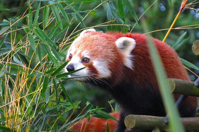 Private Chengdu Panda Base Tour with Hotel Pickup - Authentic Experiences from Reviewers