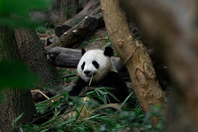 Private Chengdu Panda Breeding Research Base Ticket and Guide opt - The Sum Up