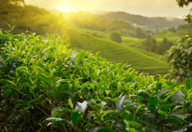 Private: Chiang Mai-Golden Triangle-Choui Fong Tea - Tour Inclusions
