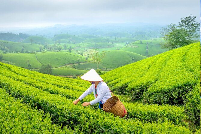 Private Chiang Rai Day Trip with Golden Triangle from Chiang Mai - Authentic Experiences and Tips from Reviewers