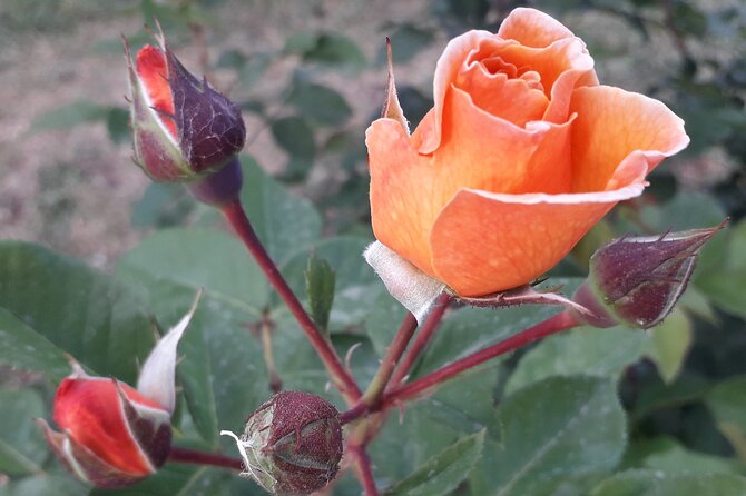 Private Circus Maximus and Aventine Keyhole Tour - Tour Highlights