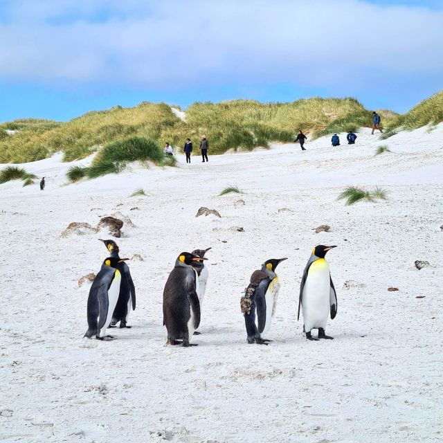 Private Coastal Gems Tour: Penguins, Scenery & Stanley - Inclusions