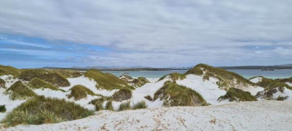 Private Coastal Gems Tour: Penguins, Scenery & Stanley - Frequently Asked Questions