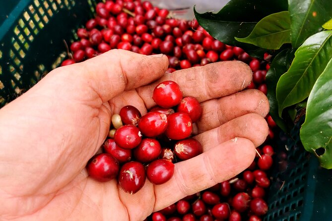 Private Coffee Farm Tour in Doubtless Bay - Meeting and Pickup Information