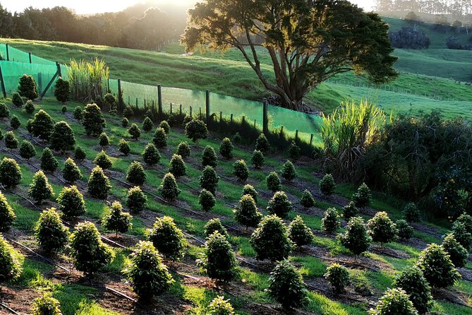 Private Coffee Farm Tour in Doubtless Bay - Details About the Private Tour