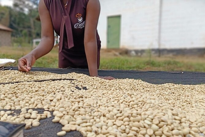 Private Coffee Farm Tour Visit in Nairobi - Good To Know