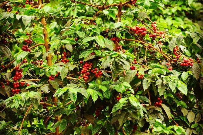 Private Coffee Farm Tour Visit in Nairobi - Additional Information