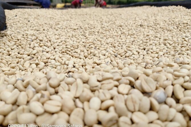 Private Coffee Farm Tour Visit in Nairobi - Private Transportation Included