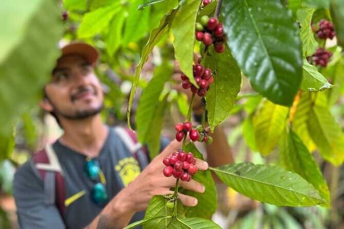 Private Coffee Trail ATV Tour in Samana - Lunch and Beach Time at Las Terrenas